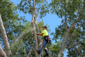 Tree Service